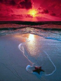 Amazing Starfish with Wonderful Sunset