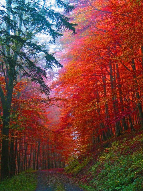 Autumn Forest , Saxony , Germany