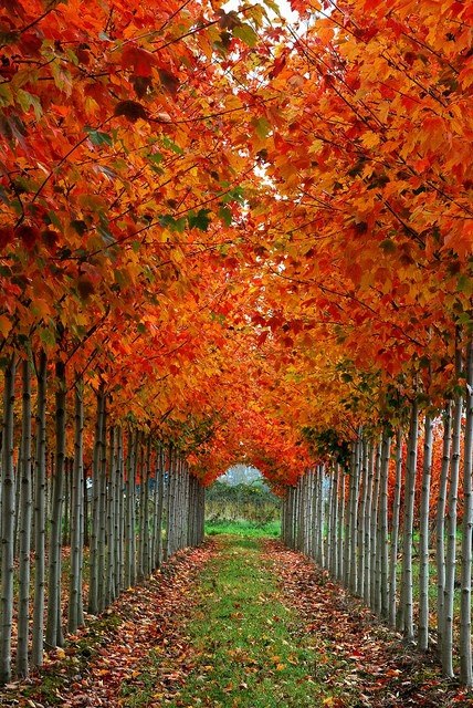 Autumn Tree Tunnel, Washington, USA