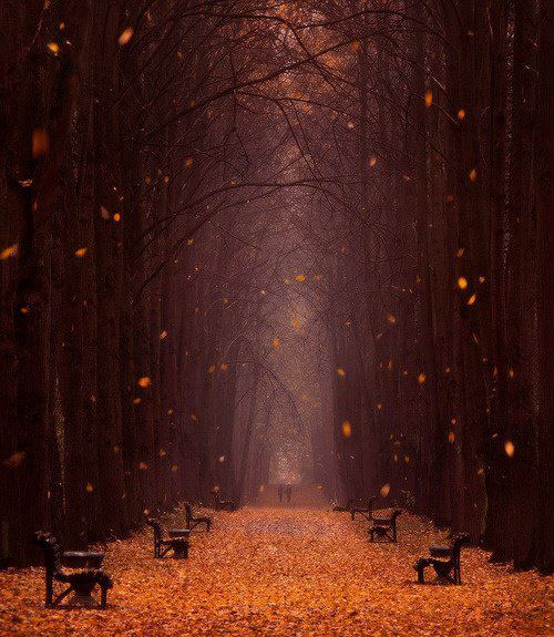 Falling Leaves , Minsk Botanical Garden , Belarus