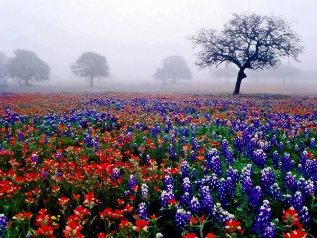 Flower fields of Texas, USA