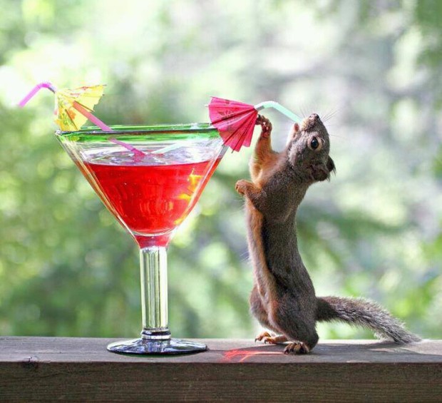 Funny Squirrel Drink Recipes