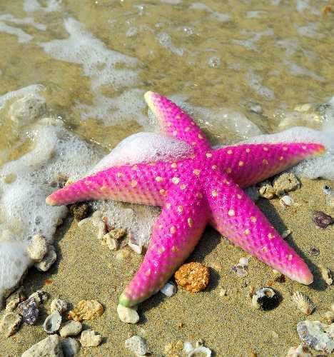 Pink starfish on the beach