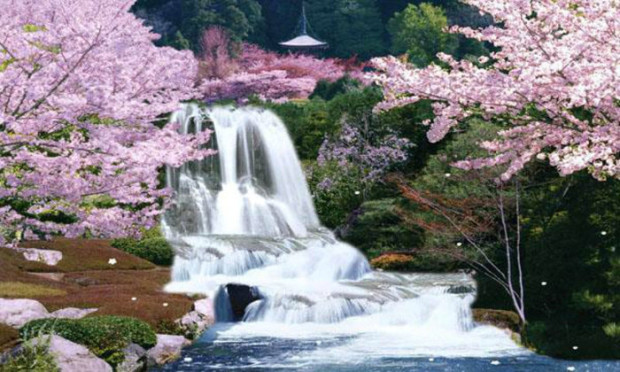 Sagura , Cherry Blossom Moving Waterfall , Japan