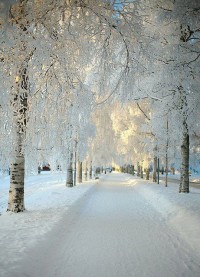 Snowy Morning , Sweden