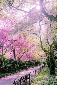 Spring in Conservatory Garden , Central Park , New York , USA