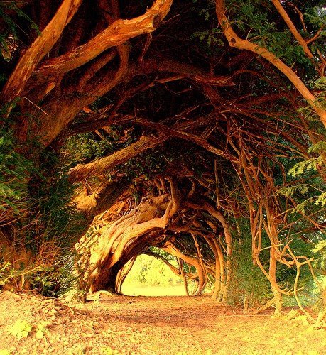 1000 Year Old Yew Tree , Wales