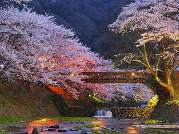 Beautiful Cherry Trees near Kyoto, Japan