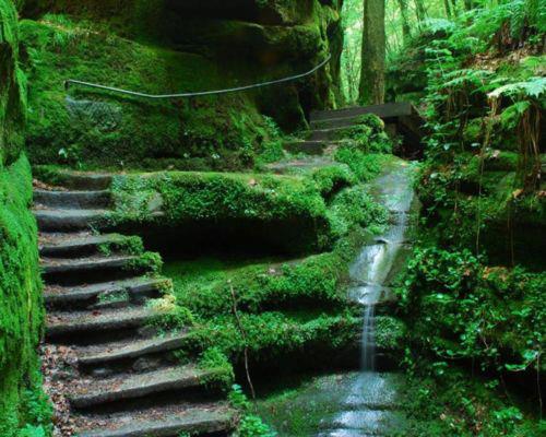 Moss Path , Kyoto , Japan