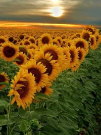 Sunset field of sunflower , Buenos Aires , Argentina
