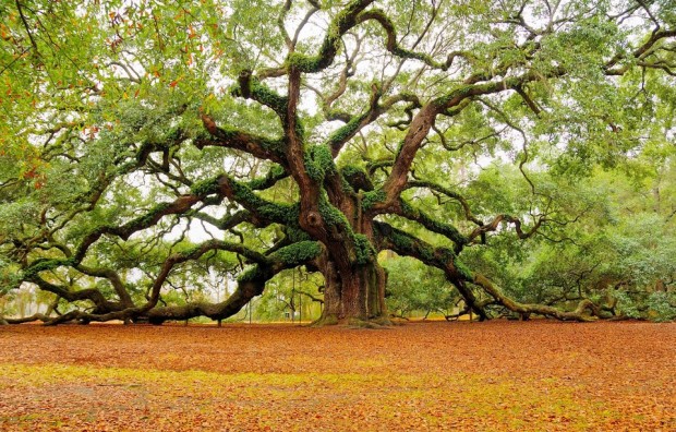The Angel Oak Tree in Charleston , South Carolina, USA