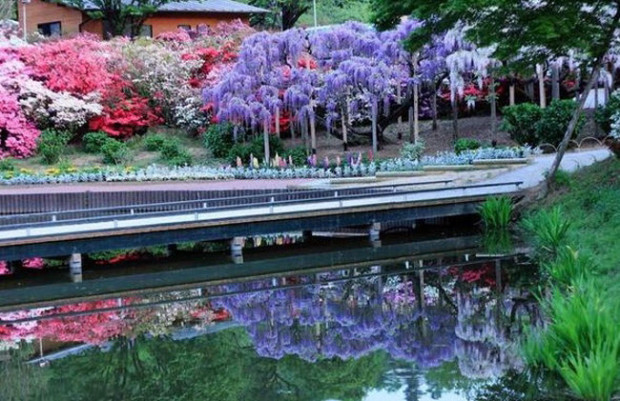 Amazing Waterfall Flowers, Wisteria, in Japan