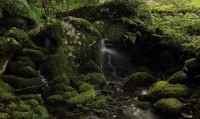 A lovely stream in the Laurel Forest, Madeira Island