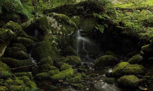 A lovely stream in the Laurel Forest, Madeira Island