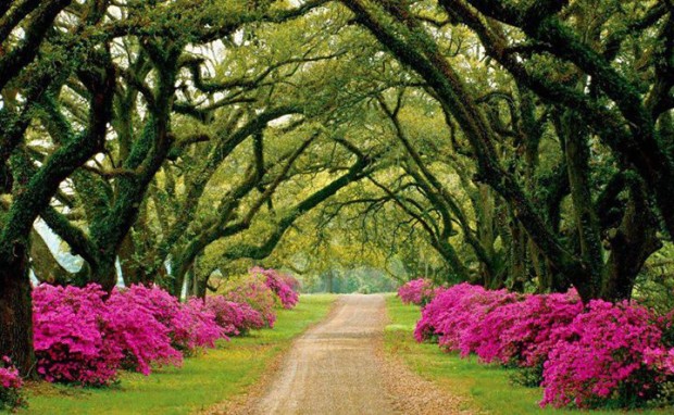 Beautiful Pathway Lined with Trees and Purple Azaleas
