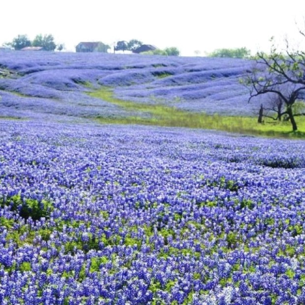 Beautiful Texas bluebonnets in the spring