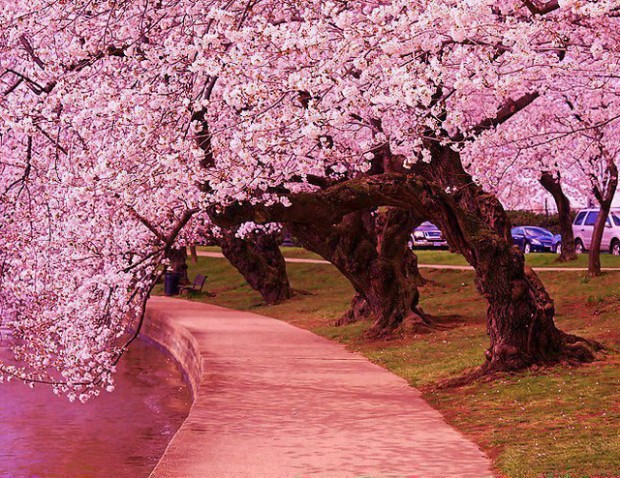 Japanese Cherry Trees along side the Jefferson Memorial Tidal Basin, Washington, USA