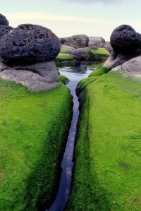 Mossy, Inlet, Iceland