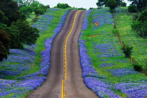 Texas Bluebonnets Highway