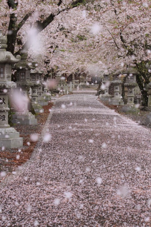 Cherry blossom storm in Gifu, Japan