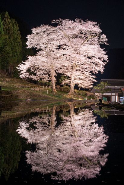 Cherry tree at Kadowasa, Gifu, Japan