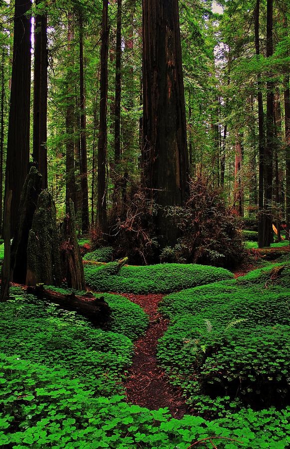 Forest Trail, Redwoods National Park, California, USA