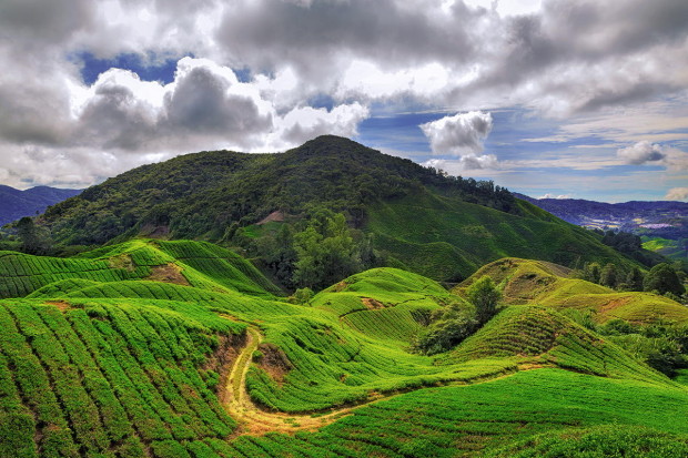 A road in the tea fields in cameron Highlands ,Malaysia
