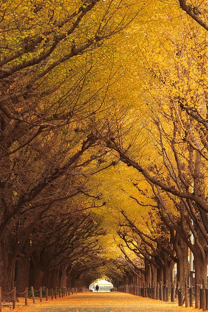 Ginkgo Trees in Japan