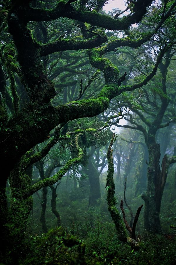 Subtropical rainforest in Waikaremoana, New Zealand