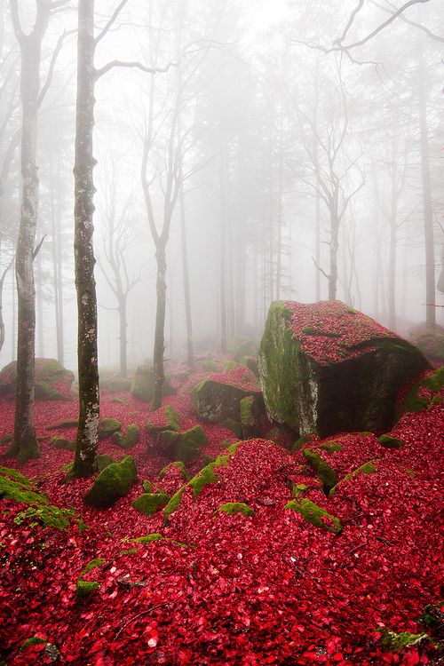 Red Forest, Lombardy, Italy
