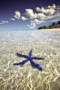 Starfish in Tahiti, French Polynesia