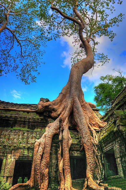 Ta Prohm Temple ruins, Angkor Wat, Cambodia