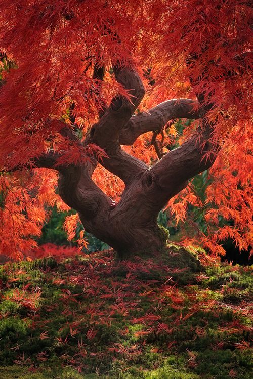 Dragon Tree, Japanese Garden, Portland, Oregon, USA
