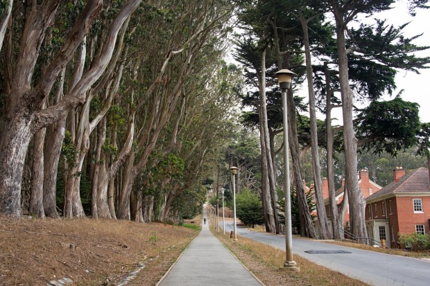 Walking the “Lover’s Lane” trail and Wood Line in the Presidio National Park