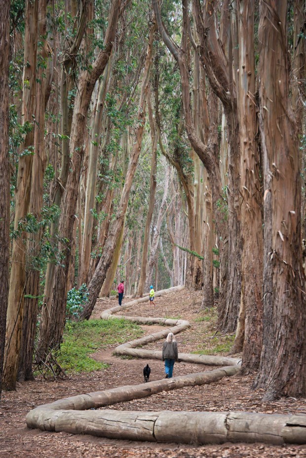 Walking the “Lover’s Lane” trail and Wood Line in the Presidio National Park