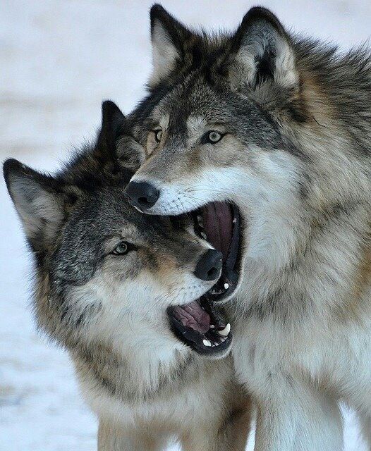 Awesome Wolves