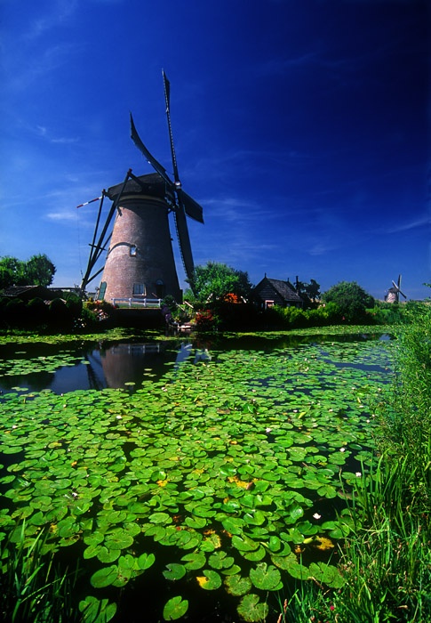 Windmill and lily pads, Kinderdijk, Netherlands