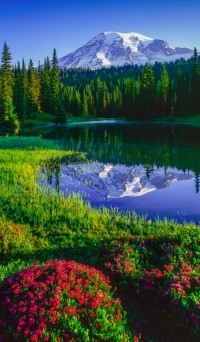 Mt. Rainier and red heather at Reflection Lakes in Mount Rainier National Park, Washington, USA