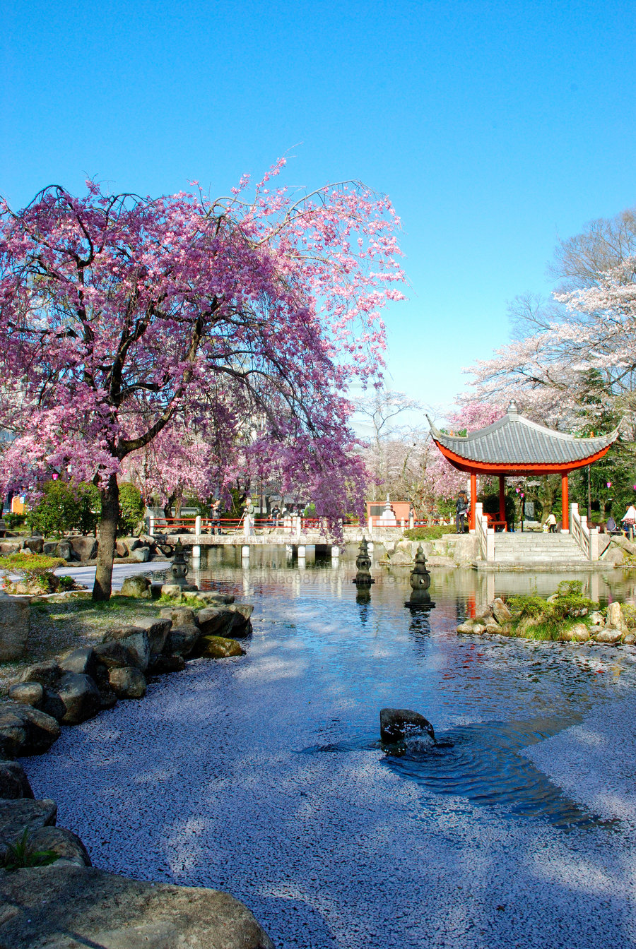 Cherry Blossoms, Sakura in Japan
