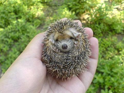 Cute Hedgehog Baby
