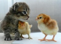 Cute cat and little baby chicks .. Animal bonding, so adorable