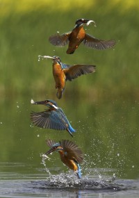 Sequence Photography for Kingfisher