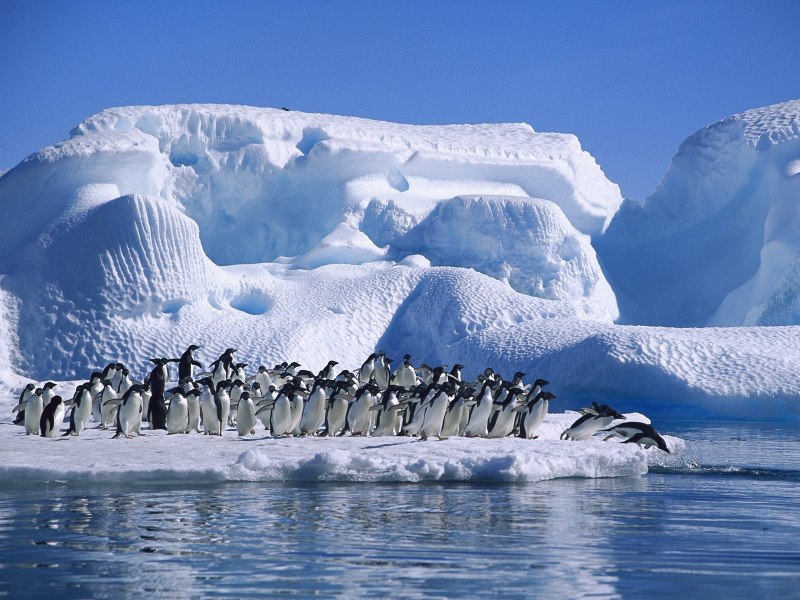 Lovely Penguins Waiting