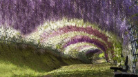 Wisteria Tunnel is located at the Kawachi Fuji Gardens in Kitakyushu, Japan