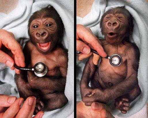 Baby Gorilla Reacts to Cold Stethoscope
