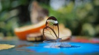 Beautiful glass winged butterfly