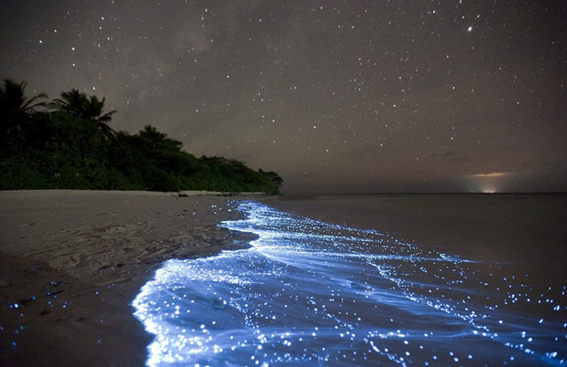 Natural phenomenon, Electric neon blue water, Maldives