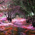 Tree Tunnel, Sena de Luna, Spain | Pinlovely