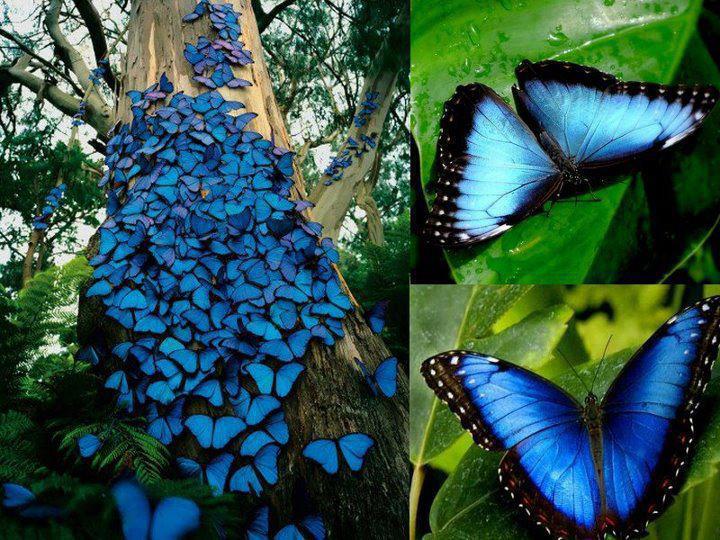 Blue Morpho Butterfly Swarm