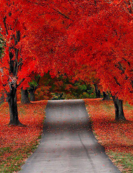 Crimson Autumn, Door County, Wisconsin, USA